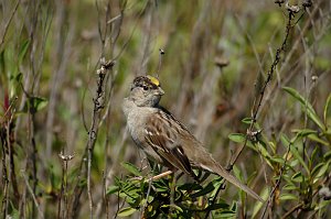 Sparrow, Golden-crowned, 2008-03201300 San Francisco Bay Wildlife Refuge, CA